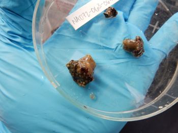 Media type: image;   Invertebrate Zoology 139285